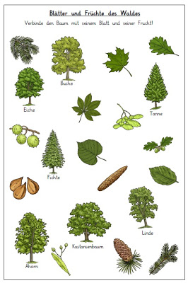 Bäume - Unterrichtsmaterialien - Seite 9 - Lehrer24.de - Materialsuchmaschine für Lehrerinnen